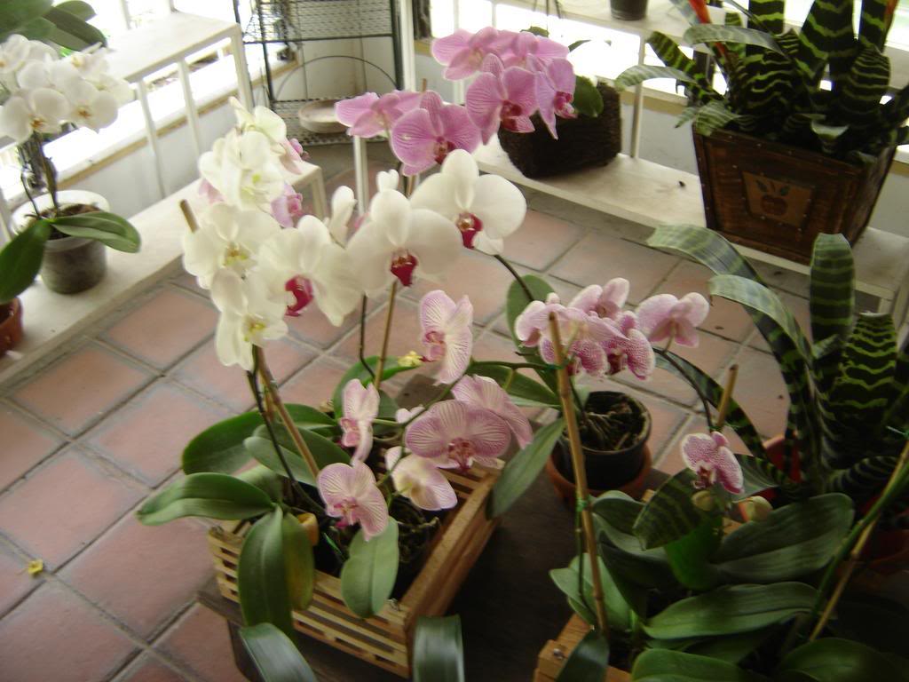 DSC09966.jpg