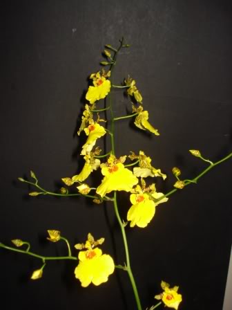 DSC09992-1.jpg