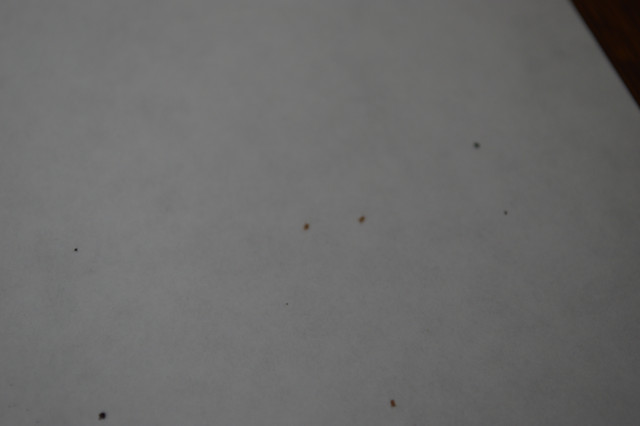 DSC_0002.jpg