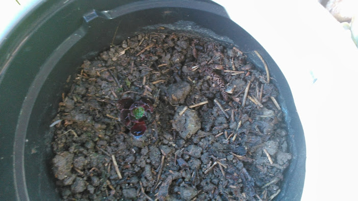 DSC_0003.jpg