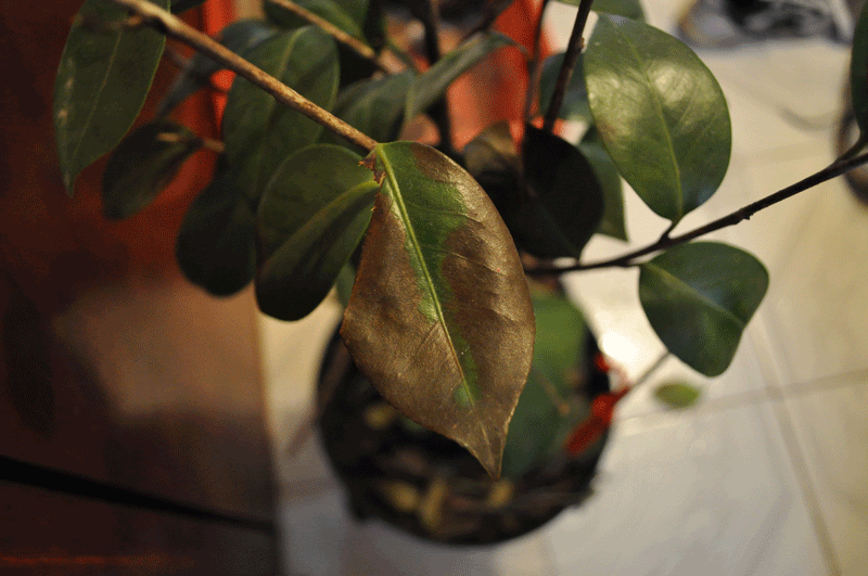 DSC_0004.gif