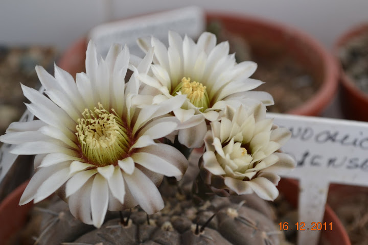 DSC_0004.JPG