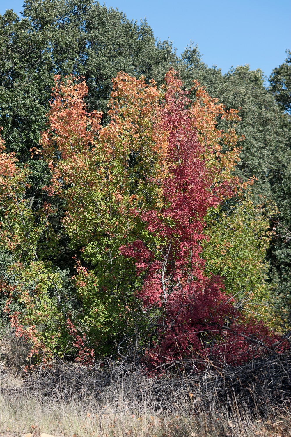 DSC_0007.jpg