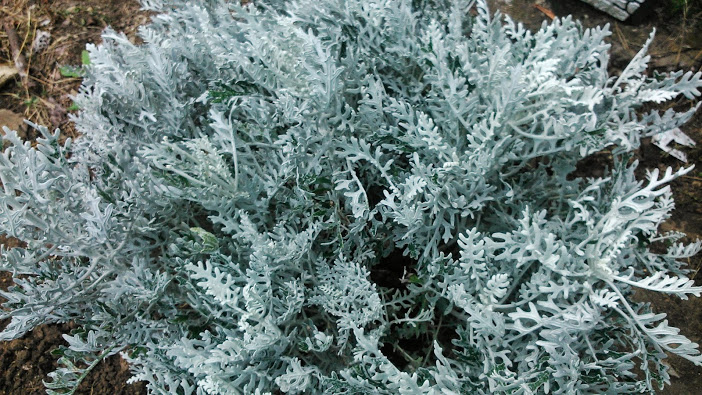 DSC_0008.jpg
