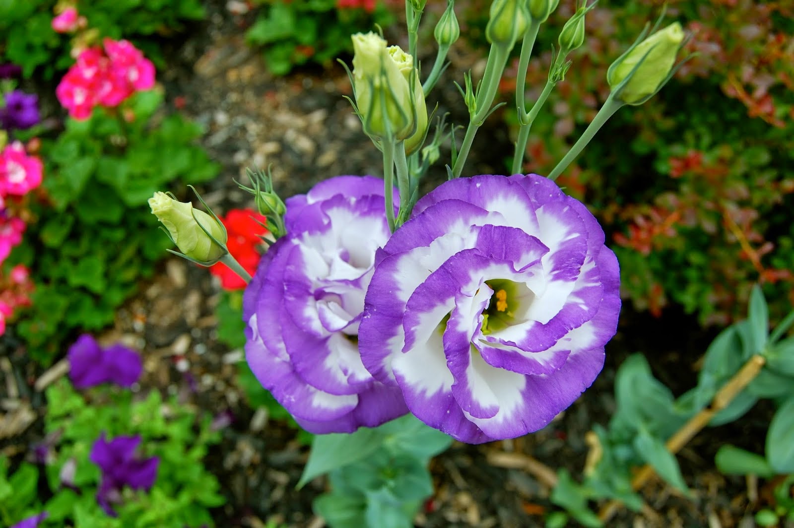DSC_0008.JPG