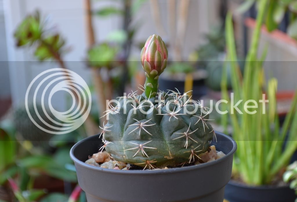 DSC_0008.jpg
