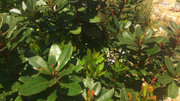 DSC_0008.jpg