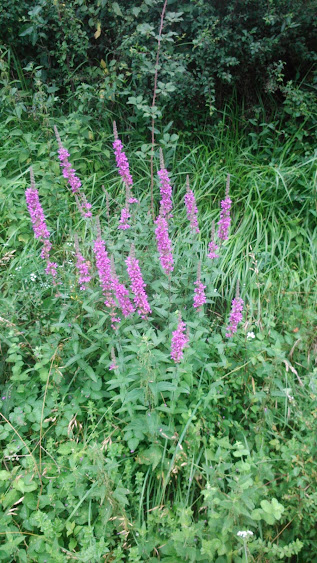 DSC_0009.jpg