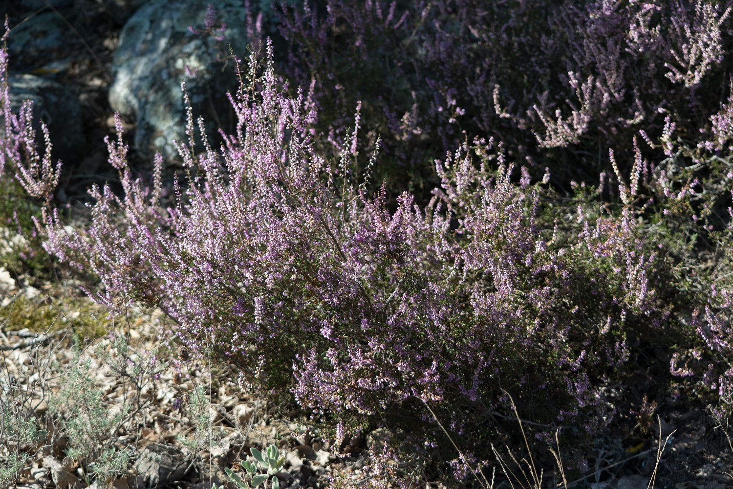 DSC_0011.jpg
