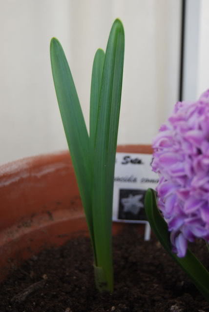 DSC_00110010.jpg