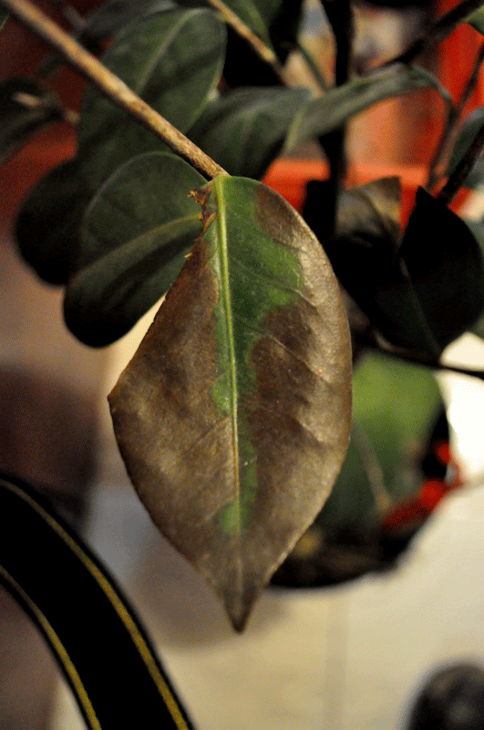 DSC_0013.gif