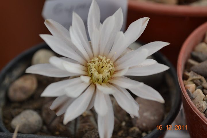 DSC_0013.JPG