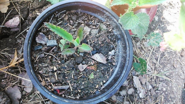DSC_0013.jpg