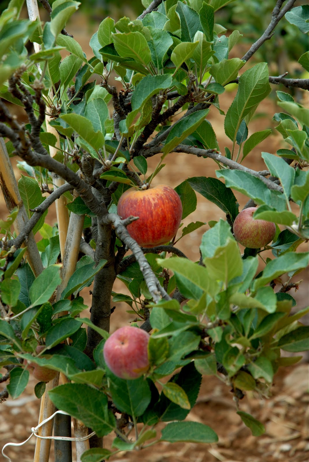 DSC_0016.jpg