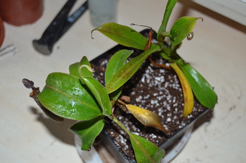 dsc_0016.jpg