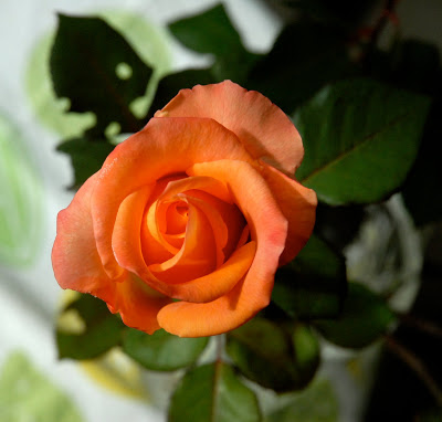 DSC_0018.jpg