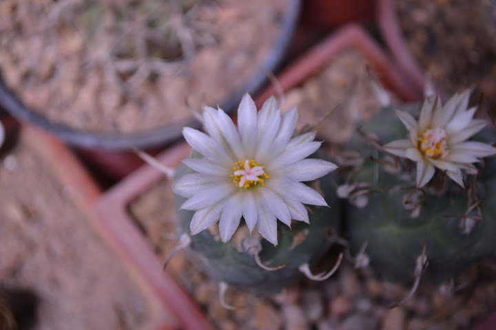 DSC_0020.JPG