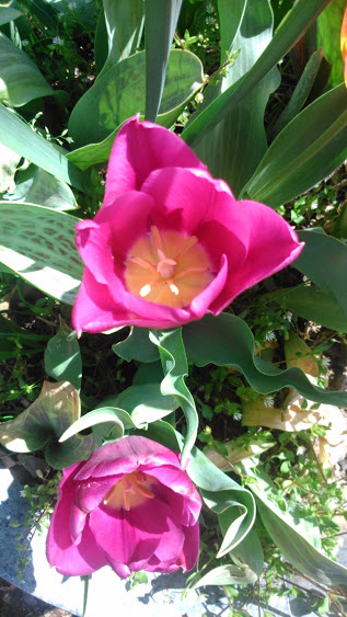 DSC_0020.jpg