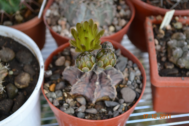 DSC_0030.JPG
