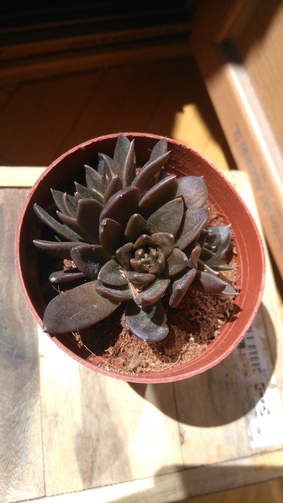 DSC_0030.JPG