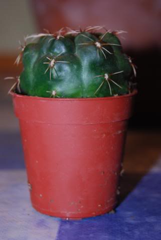 DSC_0032.jpg