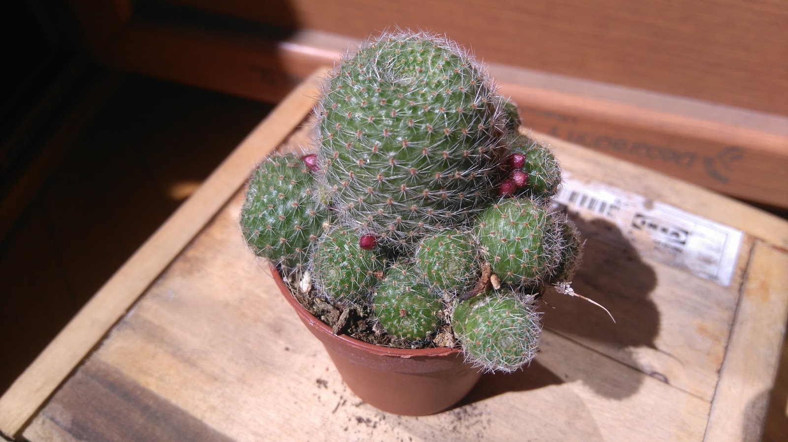 DSC_0035.JPG