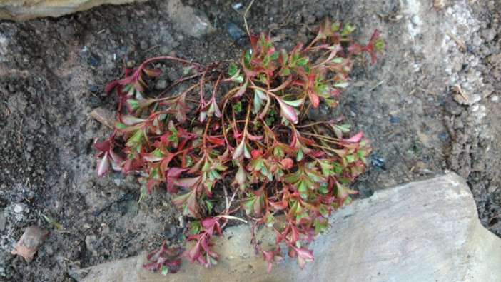 DSC_0036.jpg