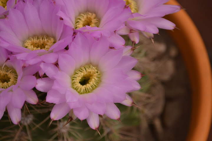 DSC_0040.JPG