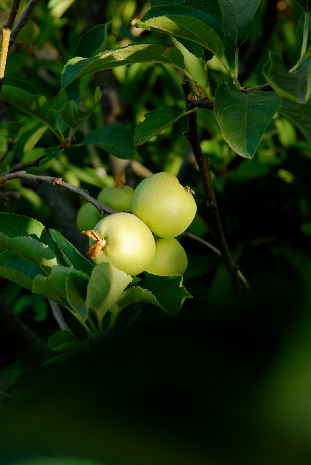 DSC_0041.jpg
