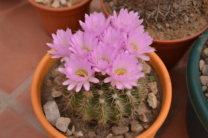 DSC_0042.JPG