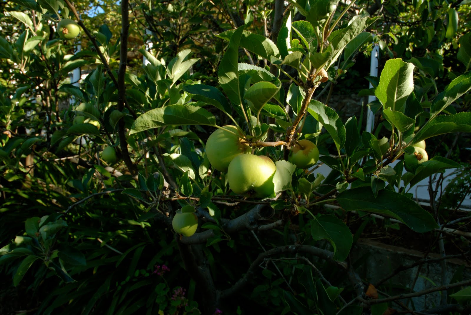 DSC_0043.jpg