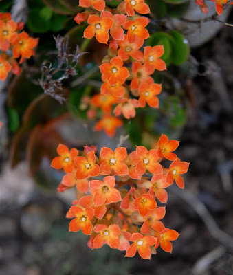 DSC_0044.jpg