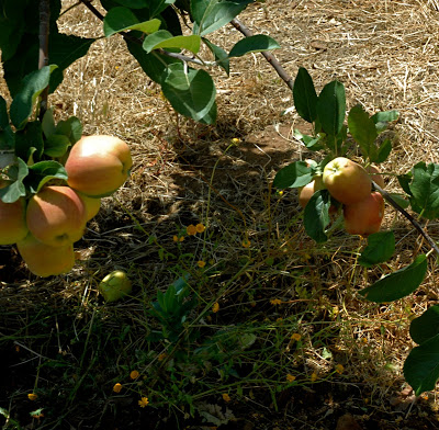 DSC_0046.jpg