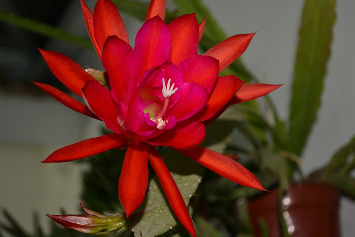DSC_0048.JPG