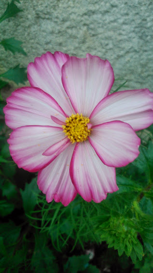 DSC_0051.jpg