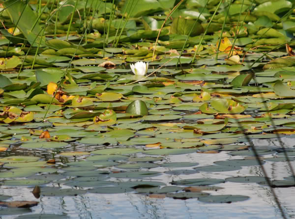 DSC_0052b.jpg