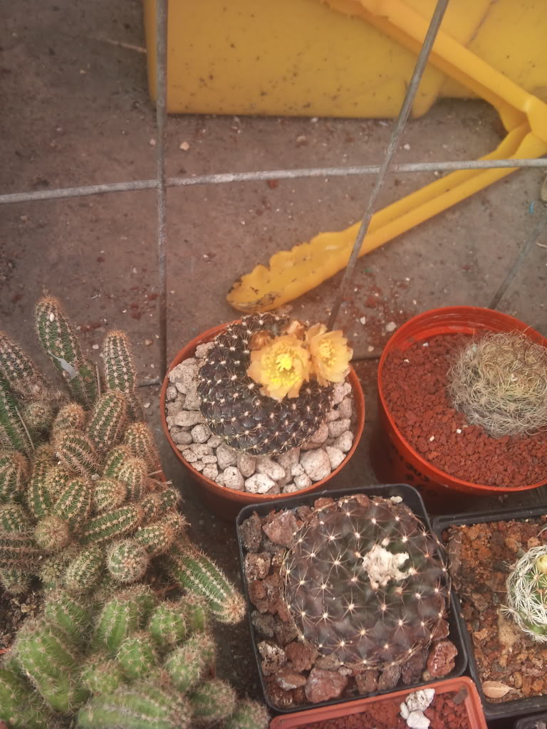 DSC_0063.jpg