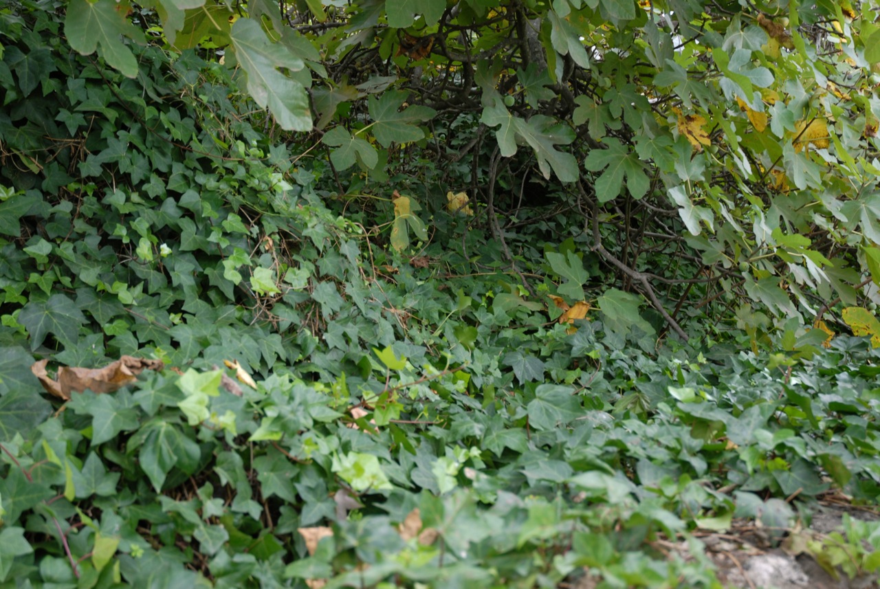 DSC_0064.jpg