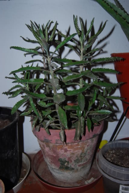 DSC_0066.jpg
