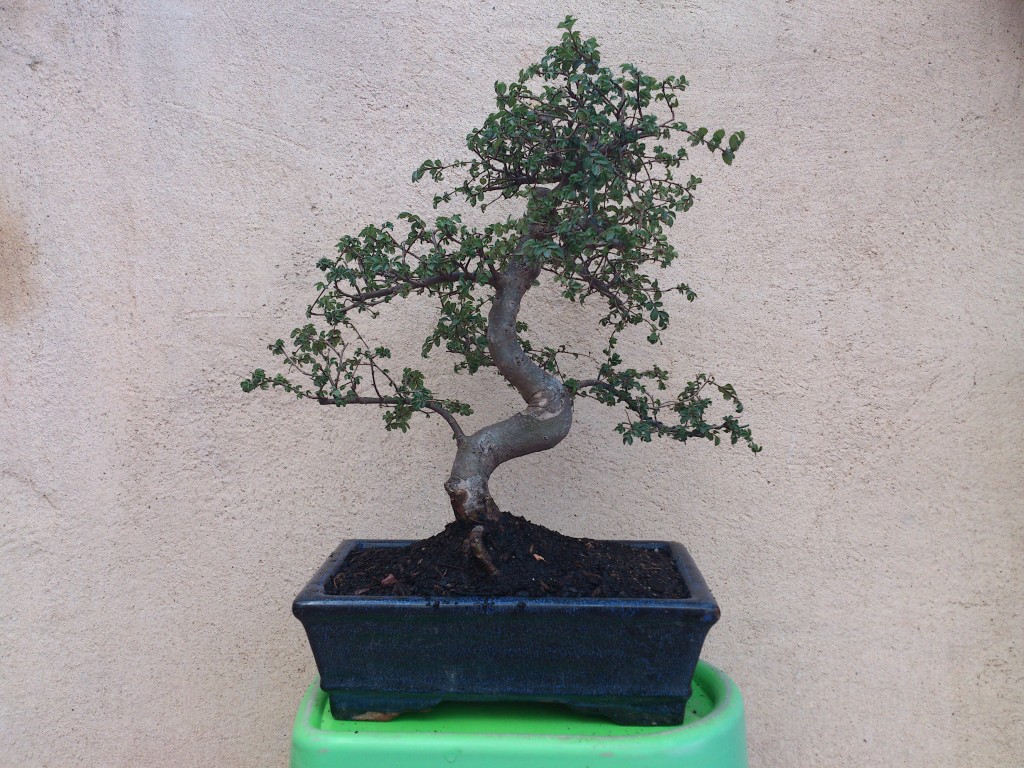 DSC_0066.jpg