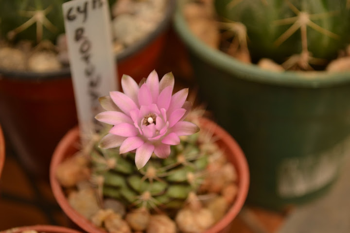 DSC_0069.JPG