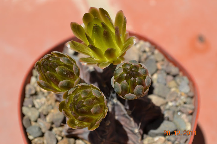 DSC_0077.JPG