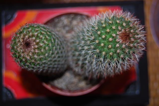 DSC_0079.jpg