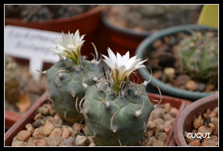 DSC_0079.JPG