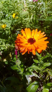 DSC_0087.JPG