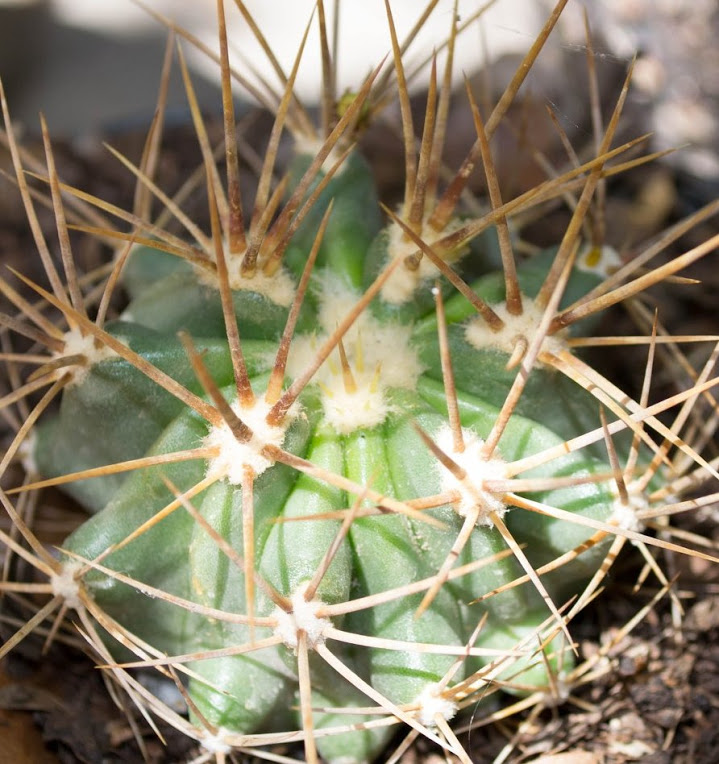 DSC_0097.jpg