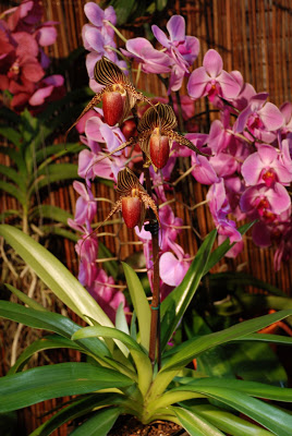 DSC_0098_0433.JPG