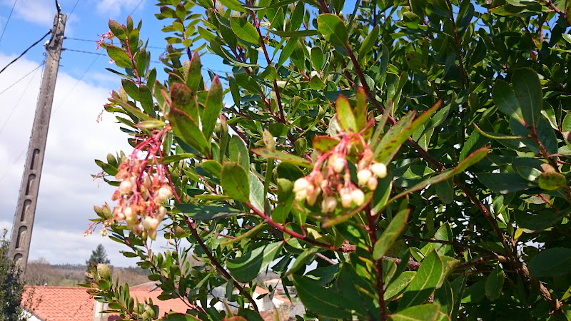 DSC_0099.JPG