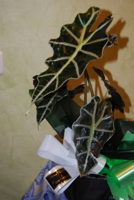 DSC_01040050.jpg