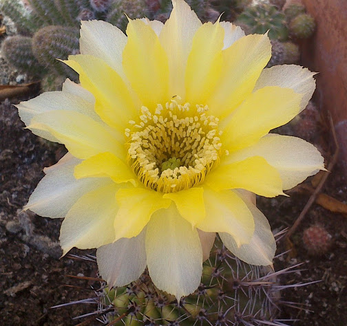 DSC_0105.jpg